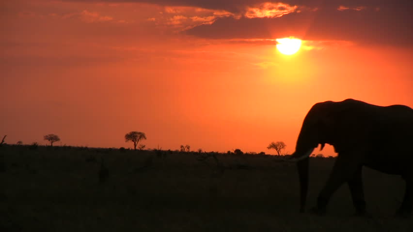 Elephant walking through the setting sun