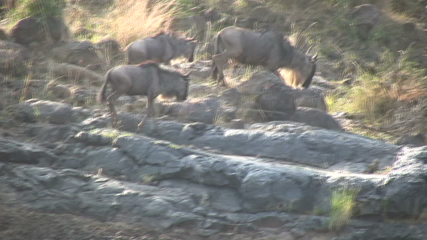 Wildebeest crossing a river