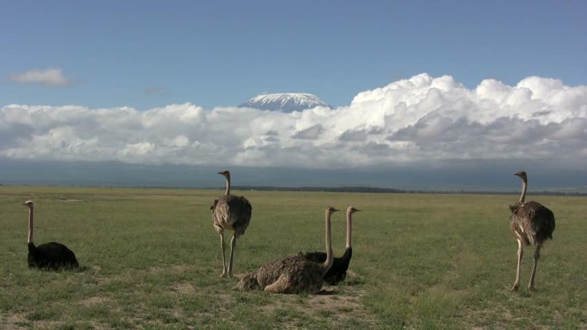 Ostriches resting with Kilimanjaro in the background