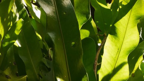fern leaves closeup
