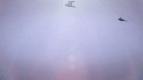 Pigeons fly in nice sunny sky in Slow Motion, Pigeons and their Beautiful Flight, Slow Motion Video Clip