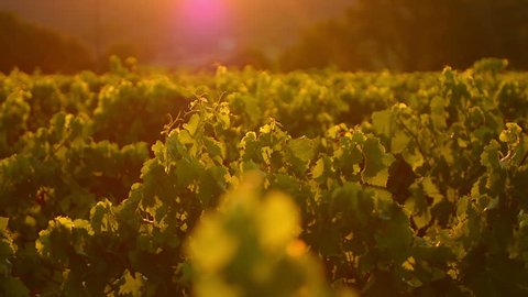 Provence vineyard track left at sunset