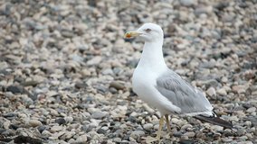 Wondering seagull on rocky stones beach 
