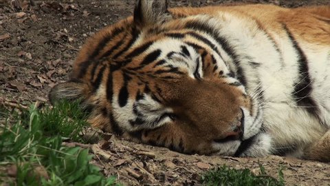 Head and expressive face of a Siberian tiger, relaxed attitude, tiger eye, progressive,Hd
