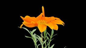 Orange daisy blossom/HD macro timelapse of a Gerbera flower growing and blossoming isolated with alpha transparency channel in PNG. - Powered by Shutterstock - Get 15% off with code: PIKWIZARD15