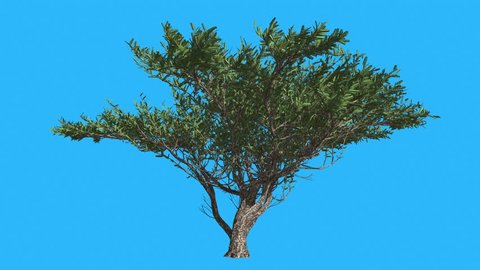 Umbrella Thorn, Small Tree is Swaying at the Wind on Chroma Key, Alfa and Blue Screen, Alpha Channel, Alpha Mate, Green Narrow Tree Leaves are Fluttering on a Crown, Thin Trunk Tree in Sunny Day in