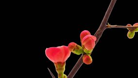 HD macro timelapse video of a Japanese crab-apple flower growing and blossoming isolated, encoded with photo png, transparent background/Japanese crab-apple flower blooming cut out timelapse