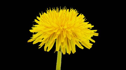 HD macro timelapse video of a dandelion flower growing and blossoming isolated, encoded with photo png, transparent background/Dandelion flower blooming cut out timelapse