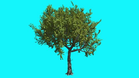 Red Oak Thin Tree with Green Leaves on Chroma Key, Tree on Alfa Channel, Tree on Blue Screen, Crown with Leaves is Swaying at the Wind in summer, Computer Generated Animation Made in Studio