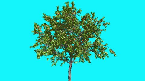 Peach Tree with Yellow Fruits Peaches on Chroma Key, Tree on Alfa Channel, Tree on Blue Screen, Tree with Thin Trunk and Crown with Green Leaves are Swaying at the Wind in summer, Computer Generated