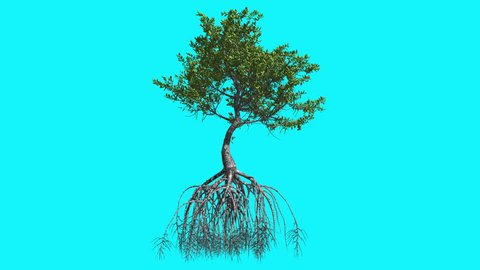 Red Mangrove Thin Tree with Green Leaves on Chroma Key, Tree on Alfa Channel, Tree on Blue Screen, Tree's Root System and Crown with Leaves are Swaying at the Wind in summer, Computer Generated