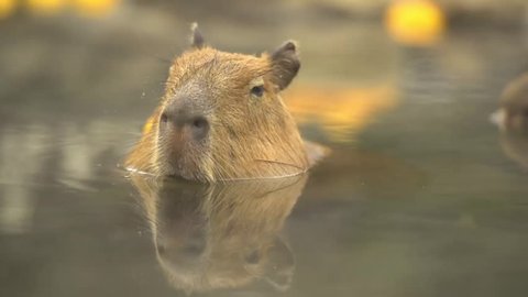 Capybara, Hydrochoerus hydrochaeris in hot citron bath.