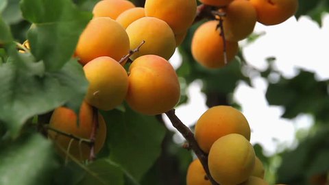 Branch of a tree studded with apricot fruit