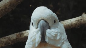 White Cockatoo (Cacatua alba)