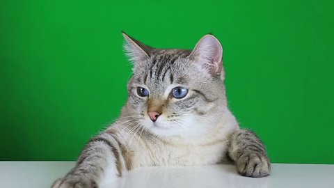 Funny Cat Sitting Table Shakes His Stock Footage Video (100% Royalty