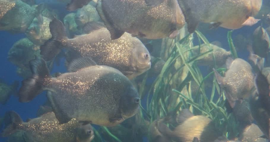 The Red Bellied Piranha Or Red Stock Footage Video 100 Royalty Free Shutterstock