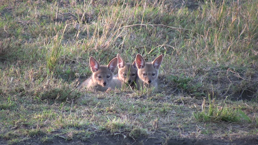 Group of three silver backed jackal puppies