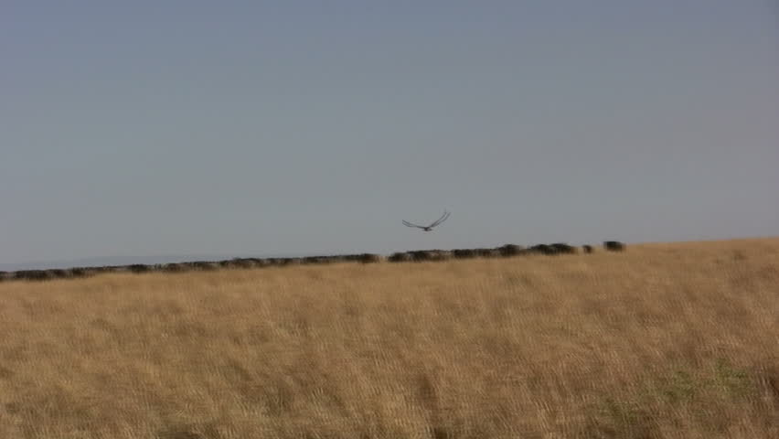 vulture flying to a kill