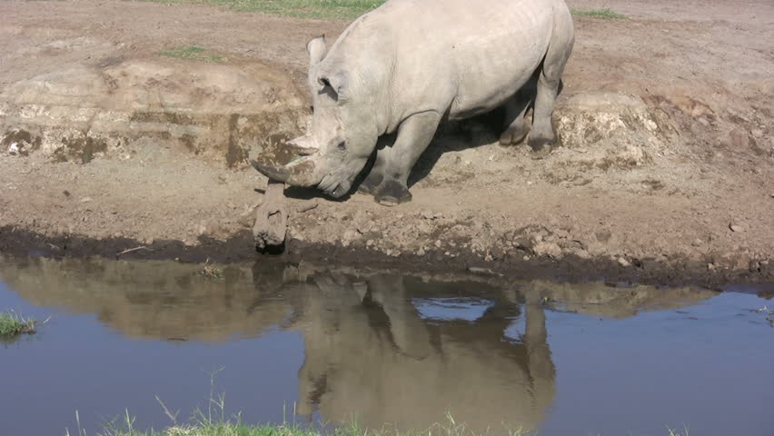 White rhinoceros scratching his horn