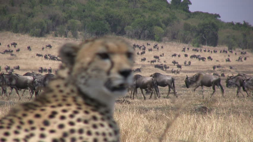 wildebeests passing close to a cheetah