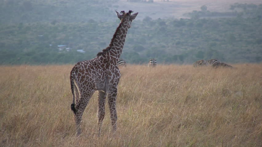 young giraffe running