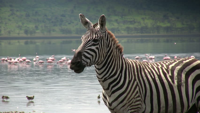 A zebra near a lake