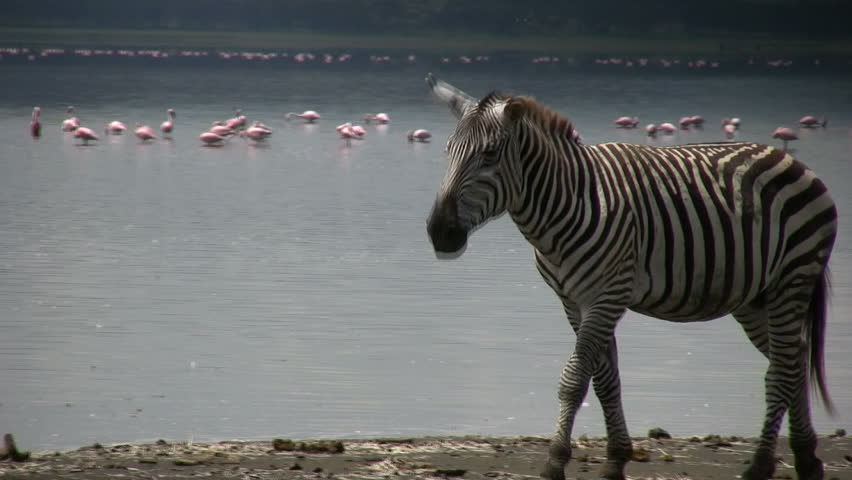 Zebra walks past a flock of flamingos
