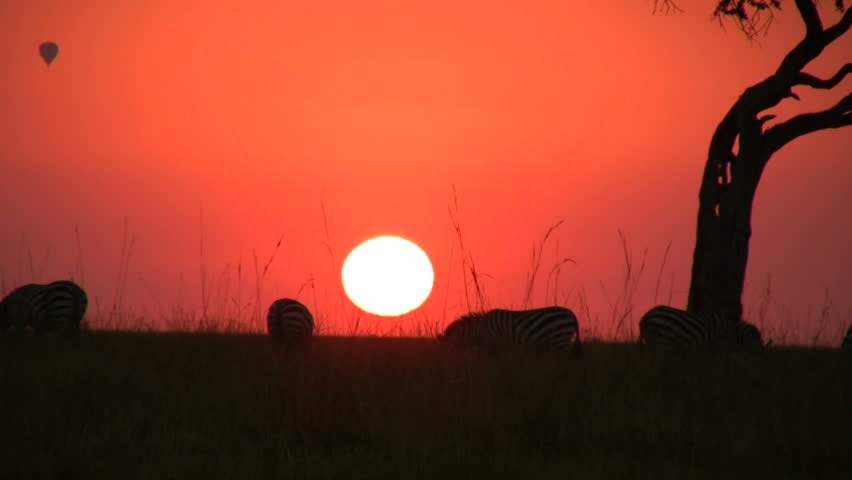 zebras in a sunset
