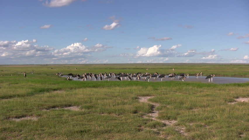 Storks at watering hole