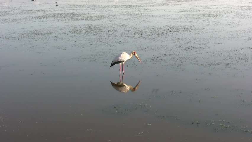 yellow bill stork with reflection