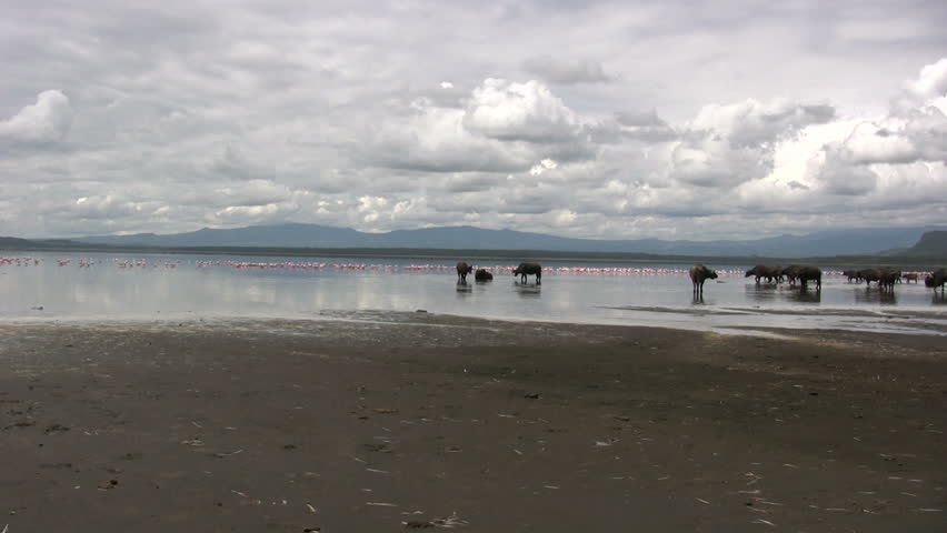 buffalo in a lake with flamingos
