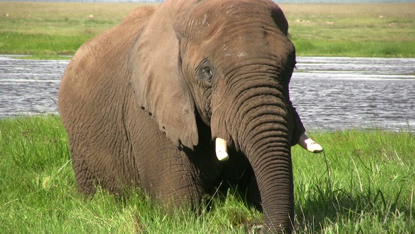 An elephant in a swamp