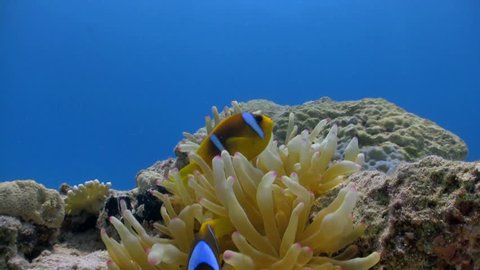 Clown Anemonefish in coral reef, Red sea