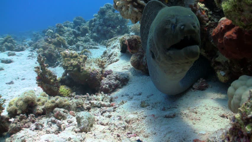 murena in coral reefs, Red sea