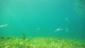 Fish schooling over the seabed with several moon jellyfish, Caribbean sea, Panama, Central America