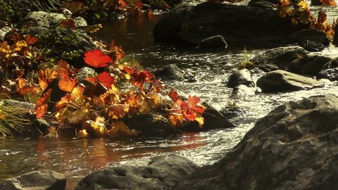 A mountain stream edged in fall colors, drenched in afternoon sun.