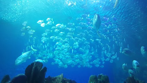 School of fish in underwater aquarium