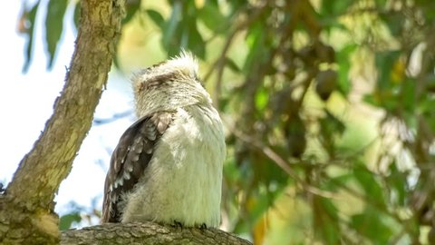 Laughing kookaburra using its large bill to groom feathers