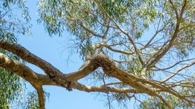 Beautiful eucalyptus tree branches against blue sky with gently swaying leaves, 4K 30p