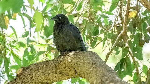 Black Australian raven sitting on tree branch as another flying bird joins, slow motion 30p