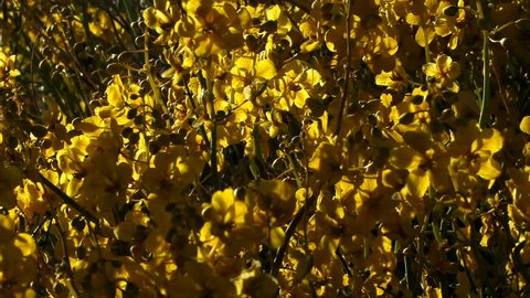 Yellow wildflowers bloom in a California desert.