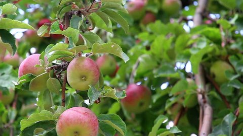 Apple richly hung with ripe fruit 