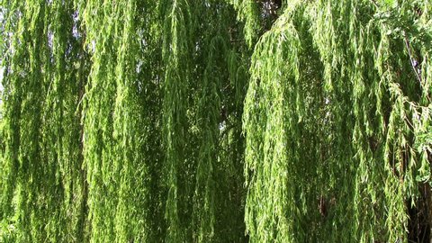Close on weeping willow tree branches.