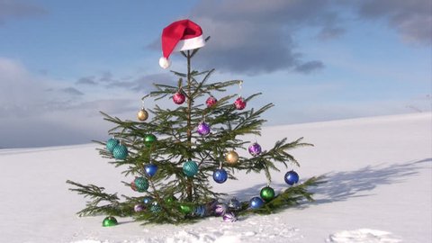 Christmas tree against winter  blue sky  