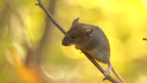 Mouse on a Branch in the Autumn Forest