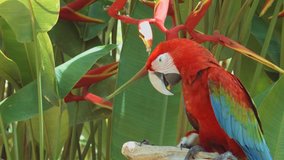 Scarlet macaw parrots
