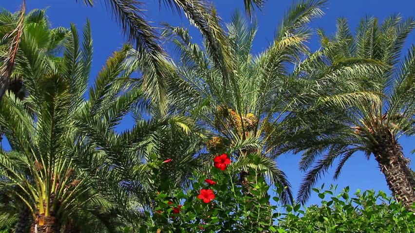 Palm trees on clear blue sky