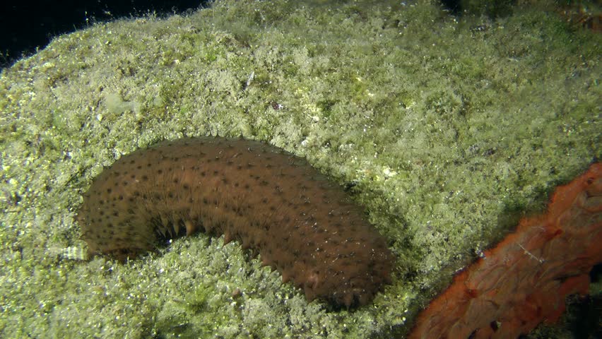 Sea cucumbers cotton-spinner crawling along the bottom, medium shot.
