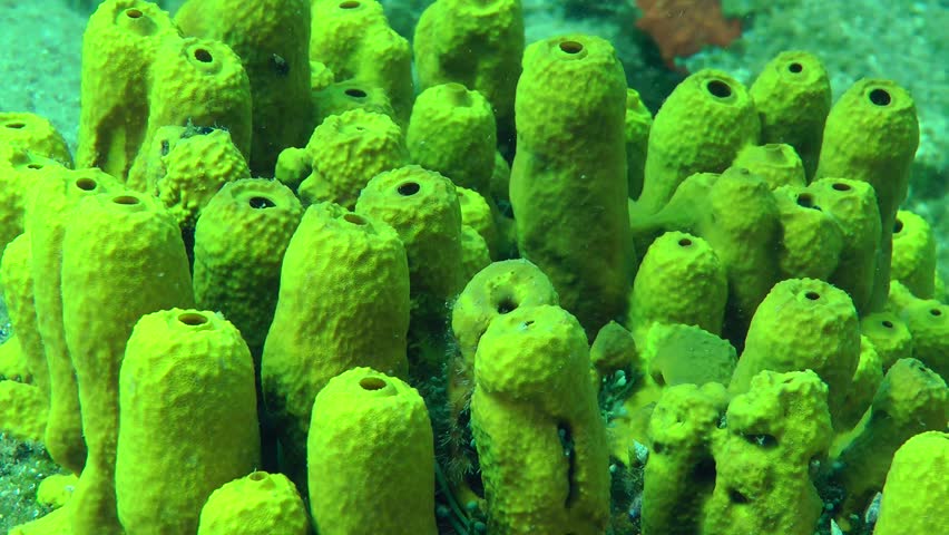 Yellow Tube Sponge ( Aplysina Stock Footage Video (100% Royalty-free