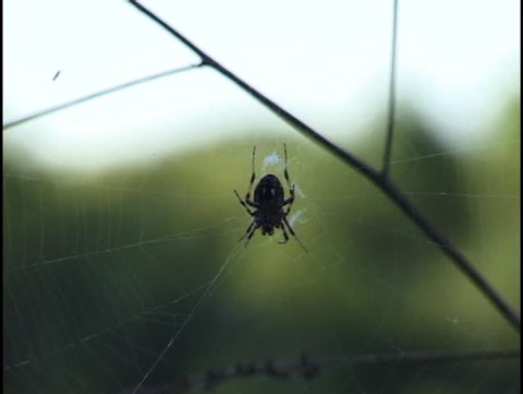 spider on web rack focus